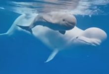 Photo of Океанариумге келушілер белуха китінің баласын алғаш рет көрді – видео
