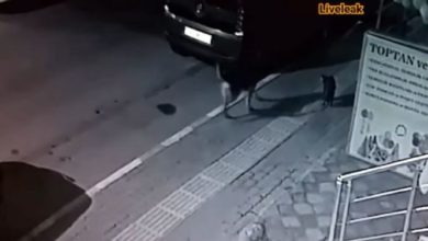 Photo of Храбрый кот разогнал стаю собак — невероятное видео