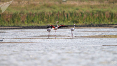 Photo of Как розовые фламинго «спасли» озеро в Нур-Султане — фото