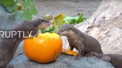 Photo of Каждому по тыкве! В немецком зоопарке забавно отпраздновали Хэллоуин — видео