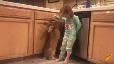 Photo of Гигантский кролик любит обниматься со своей маленькой хозяйкой — видео