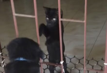 Photo of Ты что, застрял? Котенок помог выбраться щенку из клетки — смешное видео