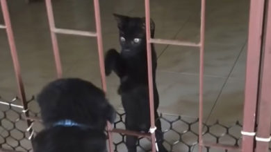 Photo of Ты что, застрял? Котенок помог выбраться щенку из клетки — смешное видео