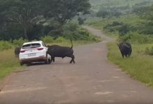 Photo of Дикий буйвол поднял на рога автомобиль с туристами — видео нападения