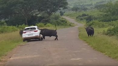 Photo of Дикий буйвол поднял на рога автомобиль с туристами — видео нападения