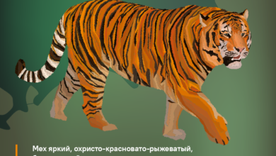 Photo of Каспийский тигр: каким был 100 лет назад