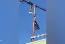Photo of Питон задушил птицу на крыше жилого дома — жуткое видео
